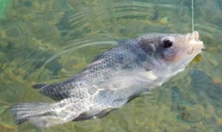 专攻大罗非的饵料配方（大罗非饵料怎么配）