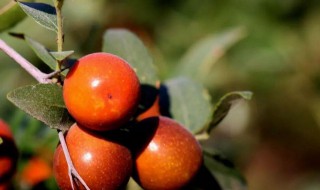 孕妇可以吃酸枣吗（孕妇可以吃酸枣吗中期）