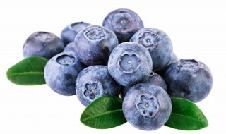 蓝莓盆栽养殖方法和注意事项 蓝莓盆栽的养殖方法和注意事项