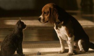 博伊金猎犬的寿命(博伊金猎犬多少钱)