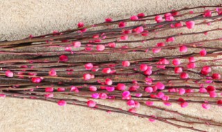 银柳的花语和寓意（银柳的花语和寓意图片）