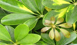 鹅掌木养殖方法和注意事项（鹅掌木养殖方法和注意事项视频）