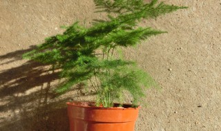 怎样使文竹矮化（怎样使文竹矮化叶片）