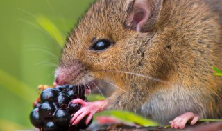 老鼠不吃不喝能活几天 老鼠不吃不喝能活几天会死