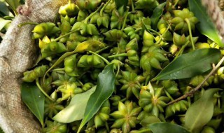 八角长毛了还能吃吗怎么处理 八角长毛了还能吃吗怎么处理好