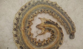 盐蛇干的食用方法 晒干的蛇怎么吃法