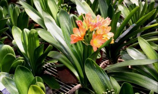 君子兰什么时候搬入室内 君子兰什么时候搬入室内最好