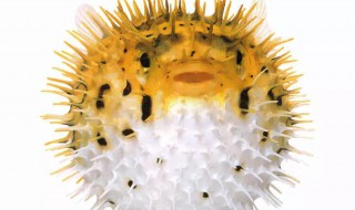 刺豚有毒吗（刺豚到底有没有毒）