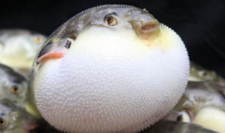 河豚鱼中含的河豚毒素是什么（河豚鱼中含的河豚毒素是什么味道）