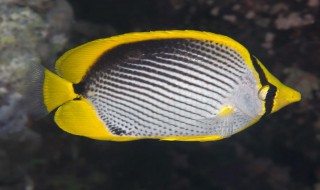 镰蝴蝶鱼的寿命（蝴蝶鲤鱼的寿命）