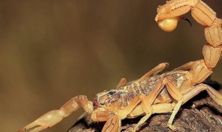 蝎子几条腿（蒙山蝎子几条腿）