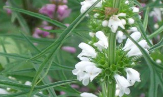 益母草别名 益母草别名图片