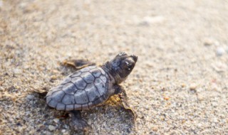 裙边是什么食物(裙边是什么食物怎么读)