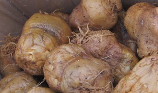 重庆的大头菜是什么 重庆的大头菜是什么做的