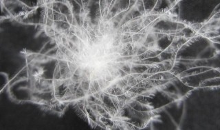 羽绒为啥保暖(羽绒为何保暖)