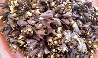 香椿子怎么吃（香椿芽怎么吃好）