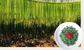 四川火锅贡菜是啥（四川火锅贡菜是啥做的）