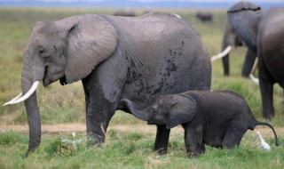 大象的脚印像什么形状（大象的脚印像什么形状图片）