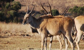 羚羊是什么类动物 羚羊是什么类动物视频