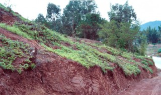 紫色土壤是怎么形成的（紫色土壤是怎么形成的土壤）