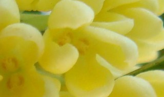 桂花有几瓣 桂花有几瓣有什么颜色