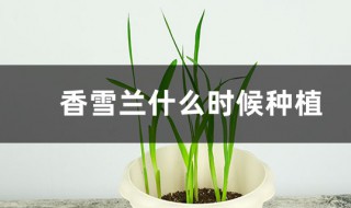 香雪兰几月种植 香雪兰花几月份种植