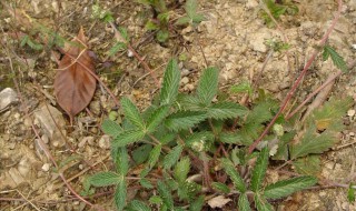 为什么植物的根向下生长 为什么植物的根向下生长尖向上生长