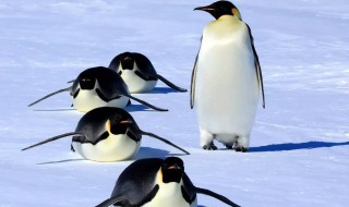 企鹅脚印像什么形状 小企鹅的脚印像什么