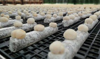 猴头菇栽培技术 猴头菇栽培技术PPT