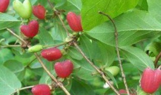 杈杷果的营养价值（杈杷果的营养价值与功效）