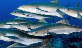 军曹鱼有什么功效 草鱼的功效与作用