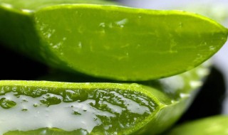 芦荟涂脸的正确方法 芦荟涂脸的正确方法视频