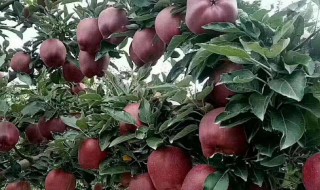 天水花牛苹果介绍 天水花牛苹果产地在哪里