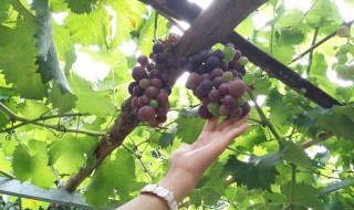 葡萄种植几年挂果（葡萄种植一般几年挂果）
