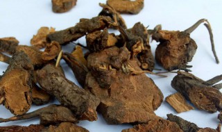 赤地榆介绍(红地榆与地榆的区别)