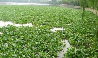 为什么水葫芦能漂浮在水面（水葫芦为什么会漂在水面）