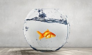 为什么鱼食不能喂太多（为什么鱼食不能喂太多小鱼）