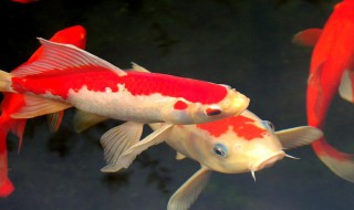 锦鲤趴缸怎么办 新买的锦鲤趴缸 解决办法