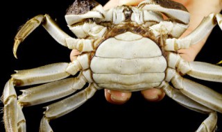 酱蟹怎么腌制方法（酱蟹怎么腌制方法大全）