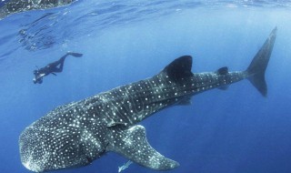 最大鲸鱼有多长有多重有多大（最大的鲸鱼有多大?）