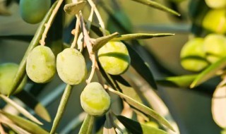 生吃橄榄的好处 生吃橄榄的好处与坏处