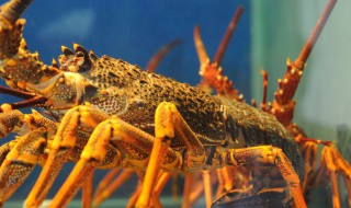 澳龙是什么意思 澳龙是什么意思饭圈