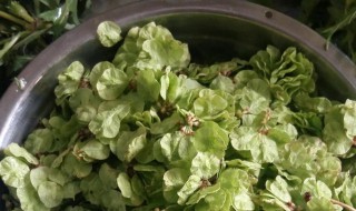 榆钱冷冻后还能吃吗 榆钱冷冻后能吃不