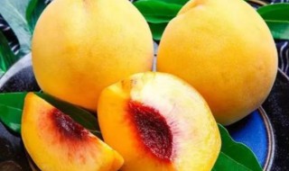 黄桃管理保果方法 黄桃怎么种植管理