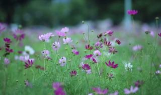 写野花小草的句子 描写小草野花的优美句子