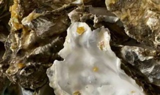 生蚝哪个地方不能吃（生蚝哪个地方不能吃图解）