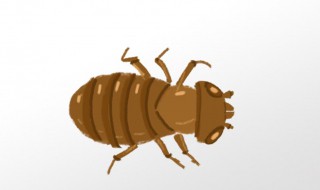 跳蚤有多大的弹跳力(跳蚤的力量有多大)