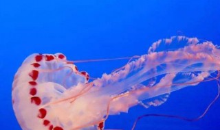 快速去除海蜇皮咸味儿的方法 快速去除海蜇皮咸味儿的方法视频