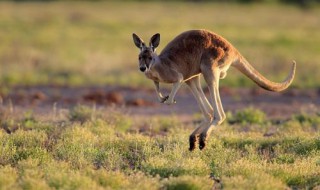 袋鼠可以通过尾巴干啥 袋鼠的尾巴可以干啥