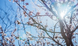写冬天梅花的句子（写冬天梅花的句子唯美）